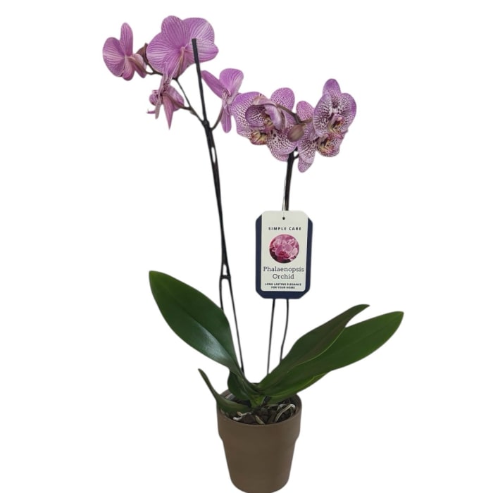 Orchid Elegance