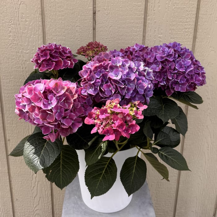 Potted Hydrangea