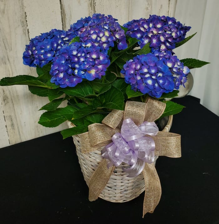 Hydrangea 8"