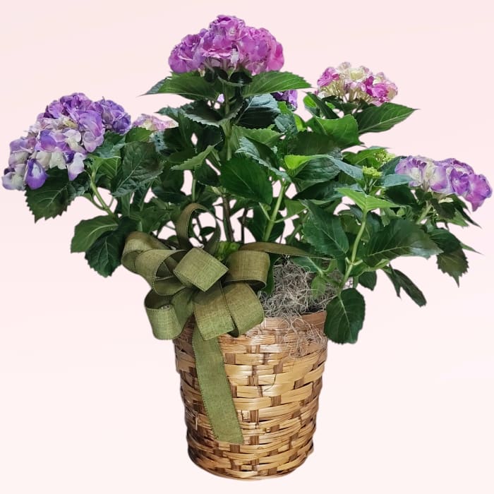 Potted Hydrangea