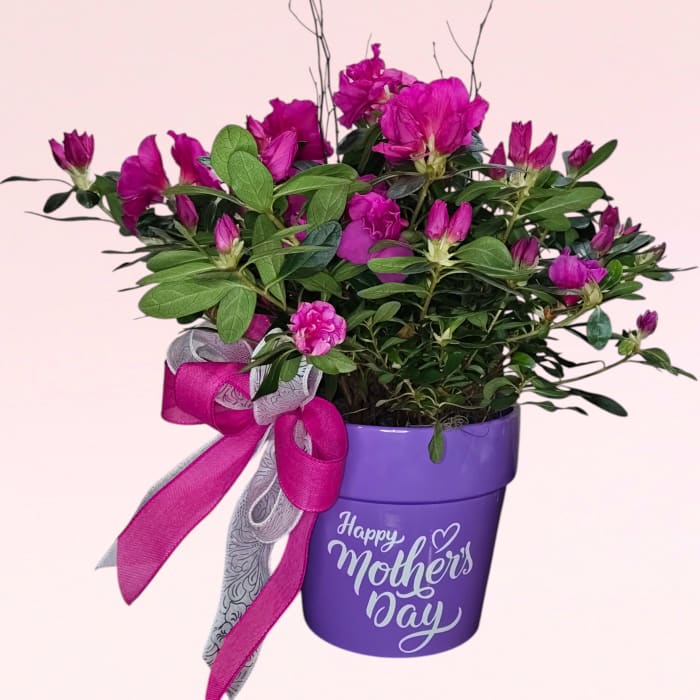 Mother's Azalea