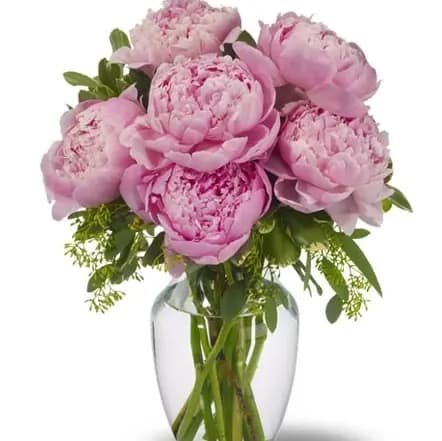 Pretty Pink Peonies