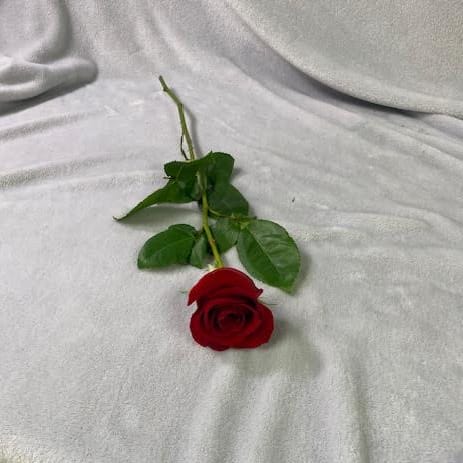 1 Rose
