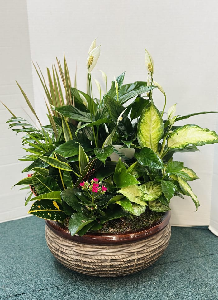 Dish Garden - XLarge