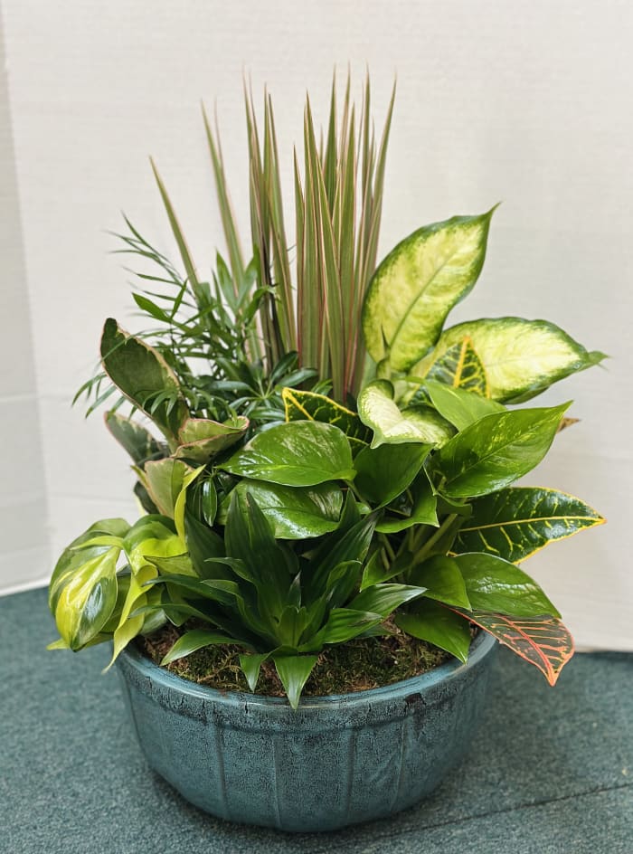 Dish Garden - Large
