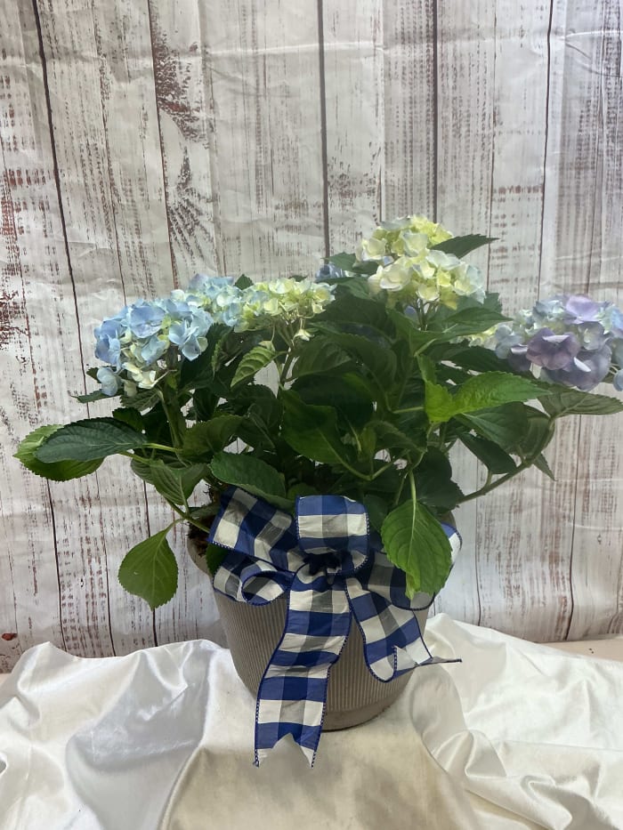Hydrangea