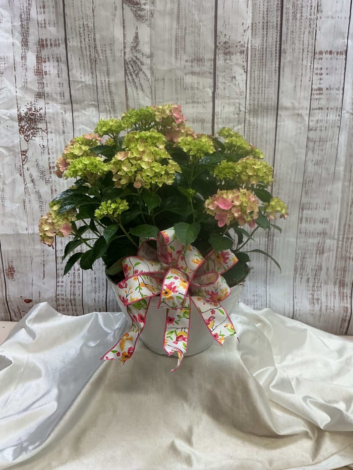 Pk Hydrangea Plant