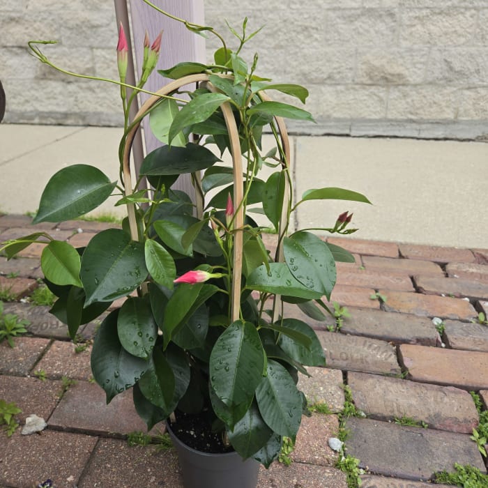 Mandevilla Trellis