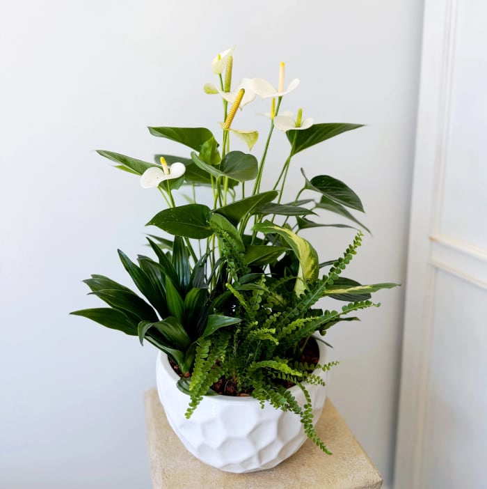 Large White Tropical Sympathy Planter