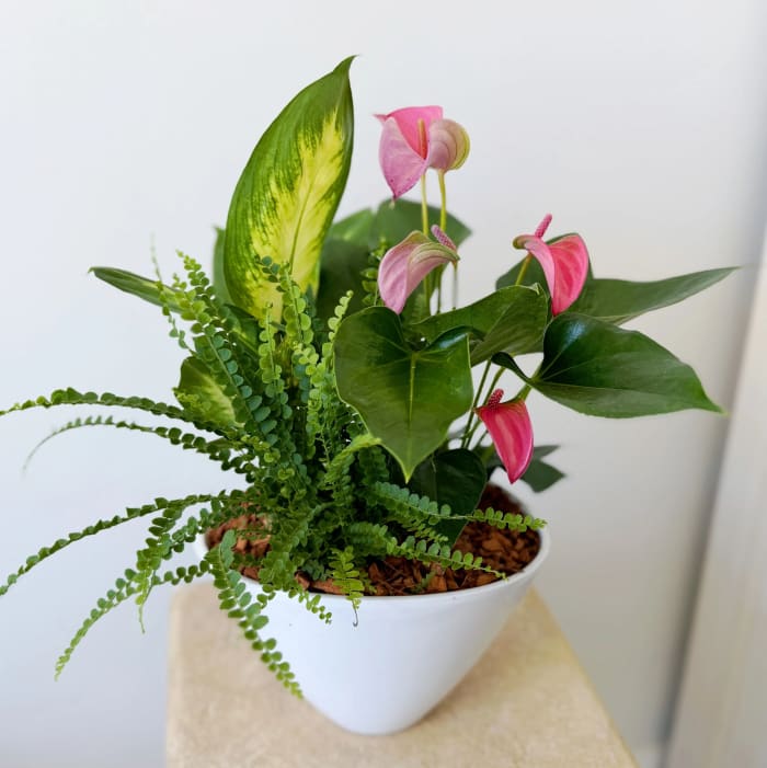 Medium Eilleen Planter
