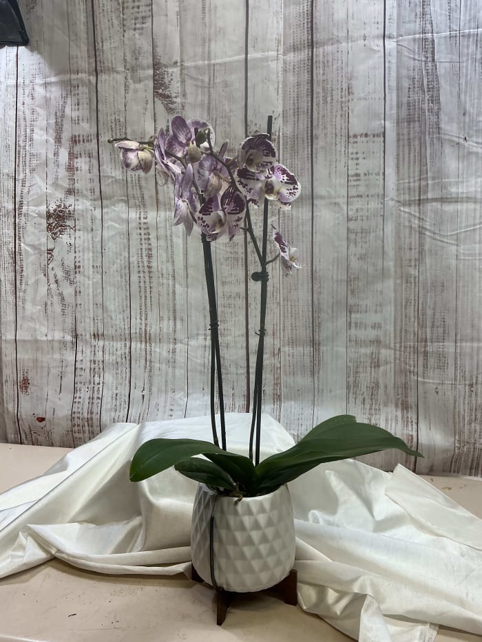 Orchid Plant