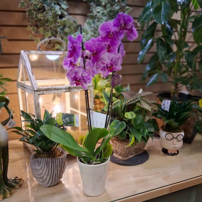 Purple orchid plant
