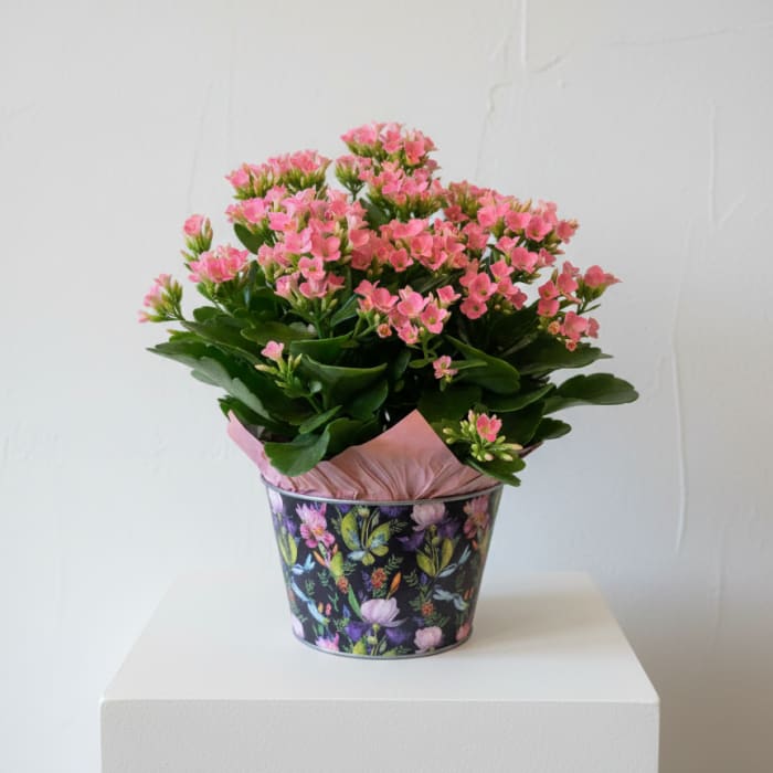 Mother's Day Plants