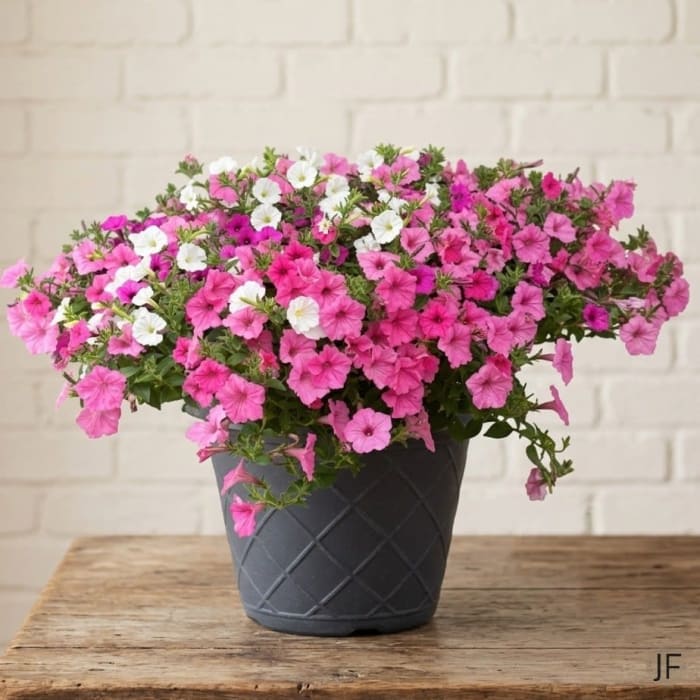 14" Petunia Pot