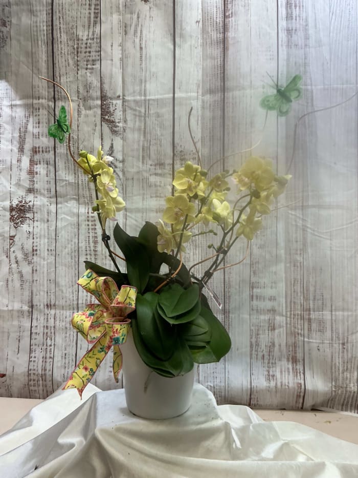 Orchid Love