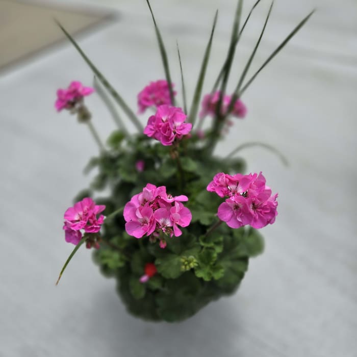 Geranium Red and Pink