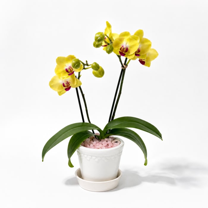 MINI YELLOW & GREEN