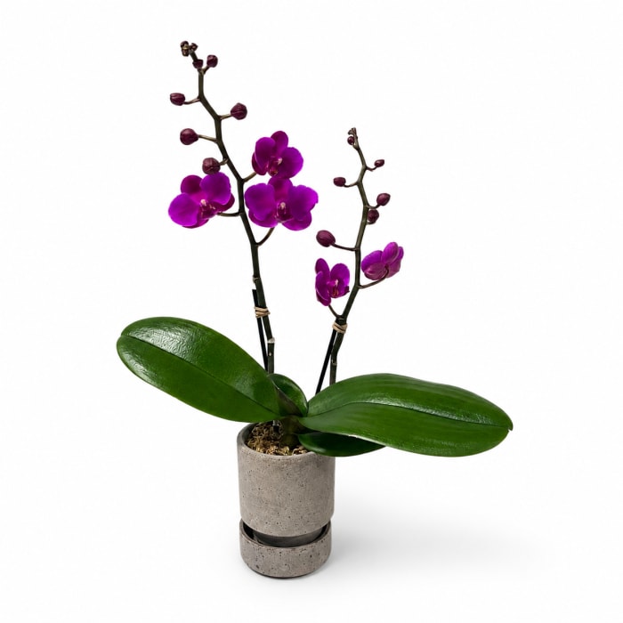 MINI PURPLE