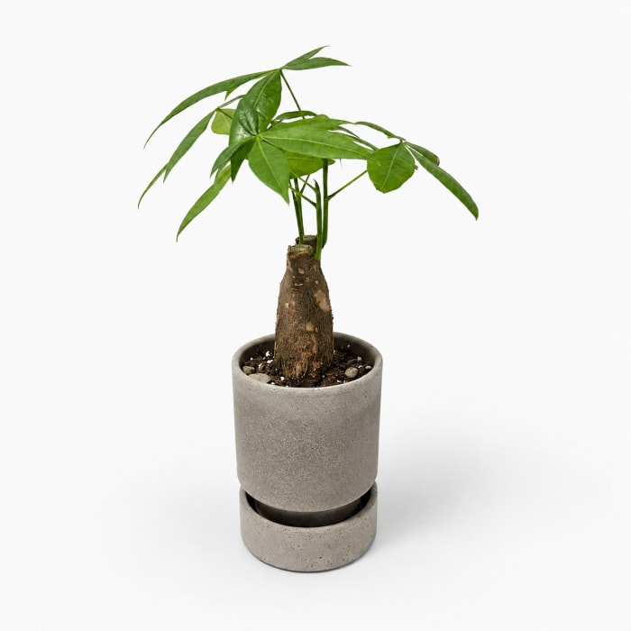 Money Tree
