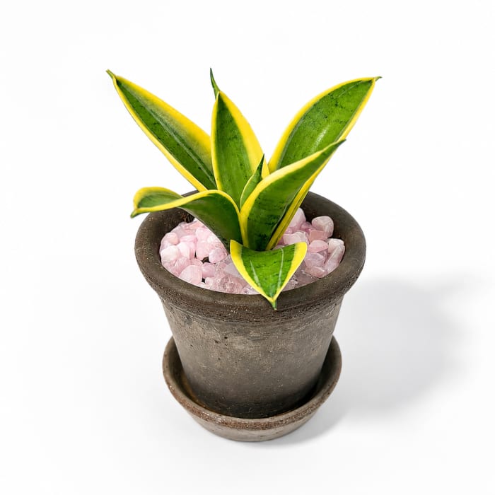 SANSEVIERIA (SNAKE PLANT)