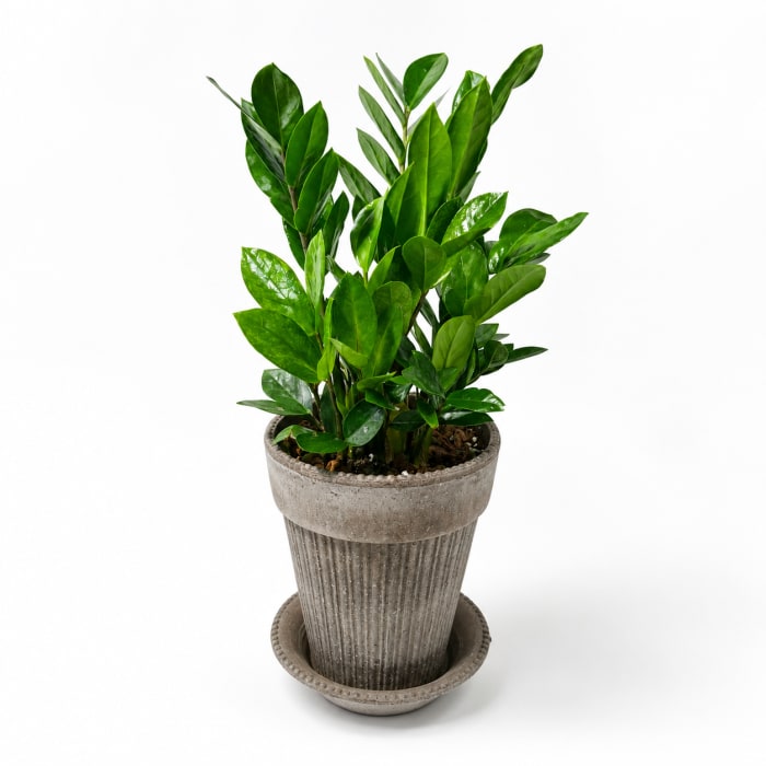 ZZ Plant