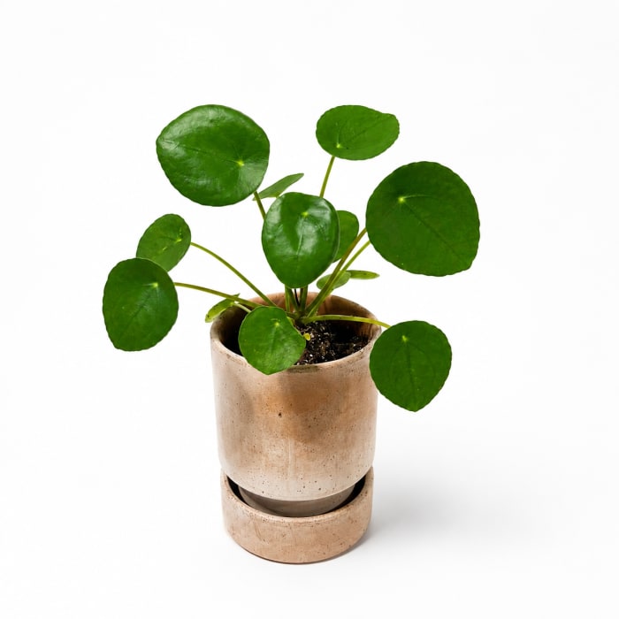 PILEA PEPEROMIOIDES