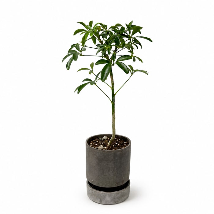 ARBORICOLA