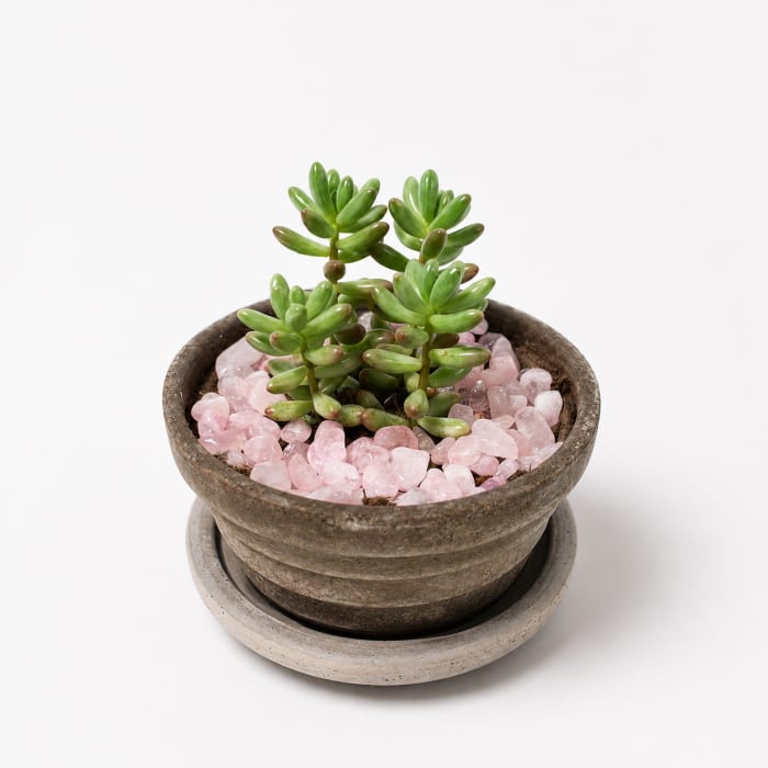 Small Table Plant
