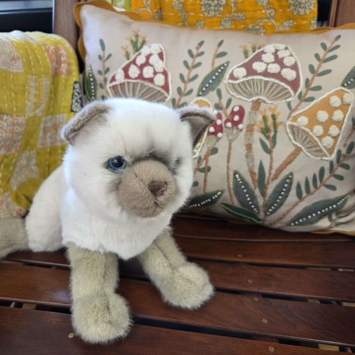 Fu Siamese  Cat