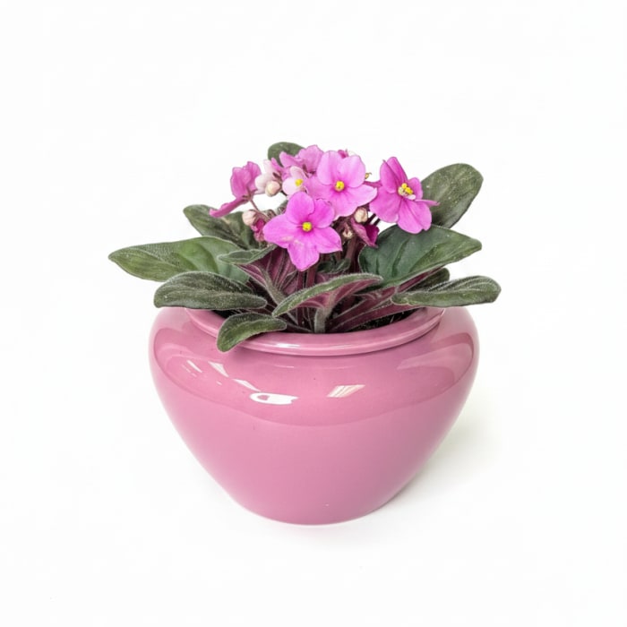African Violet Plant in Self Watering Pot