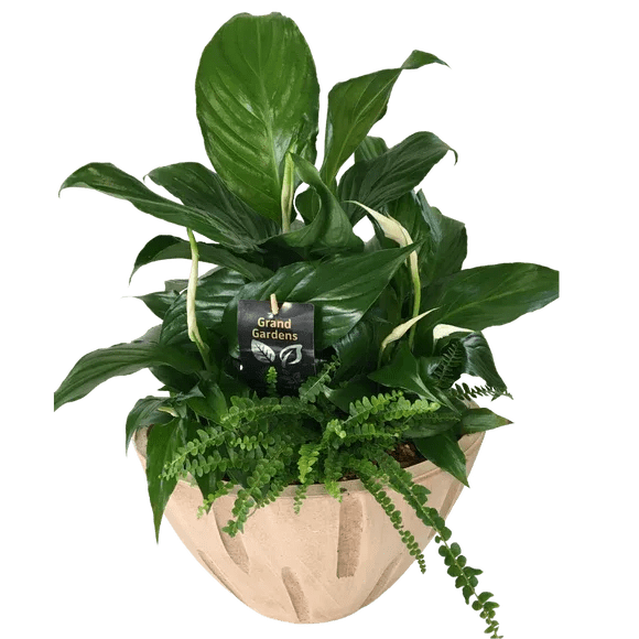 Cream Sympathy Planter