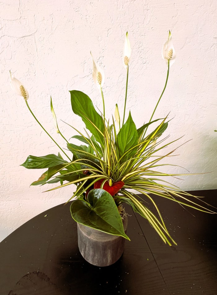 Simply Elegant Spathiphyllum