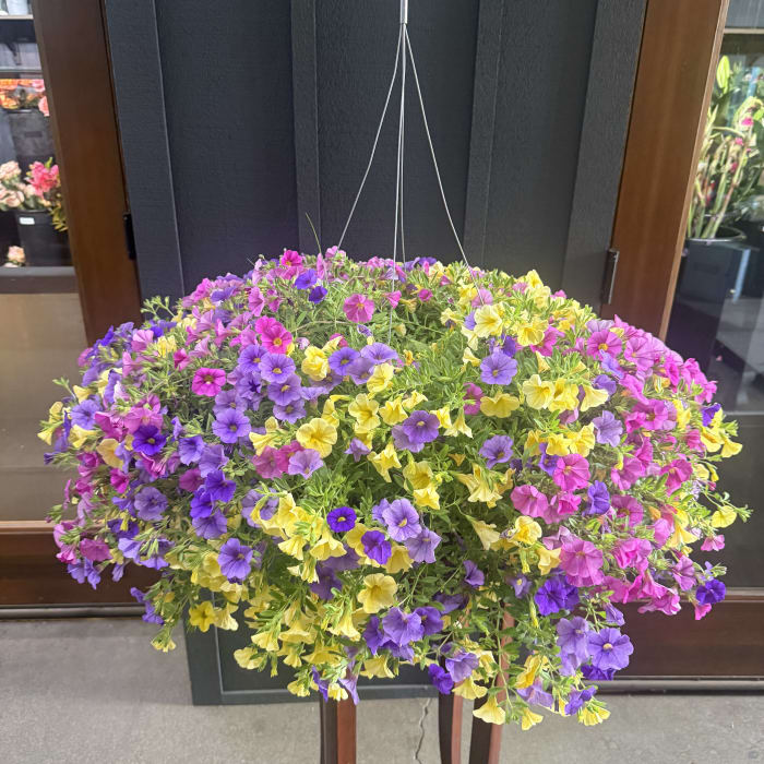 Hanging Flowering Basket (XL)