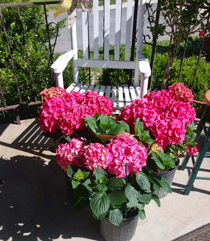 beautiful pink hardy hydrangea . marked down from$ 80.00 to $ 50.00