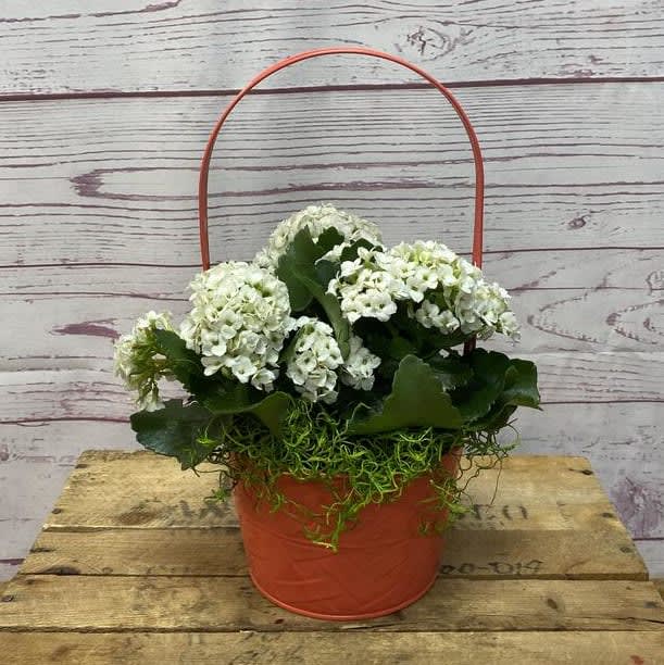 Blooming Kalanchoe Plant