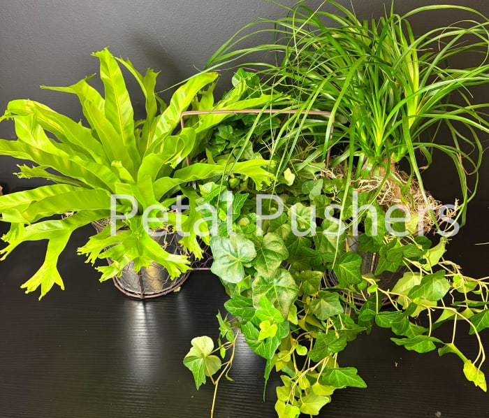 Triple Planter
