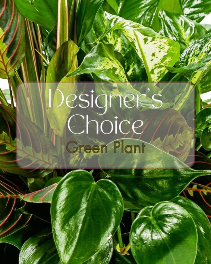 Green Plant Deal of the Day