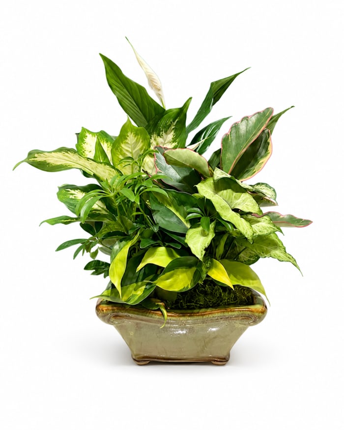 Royal Garden Planter