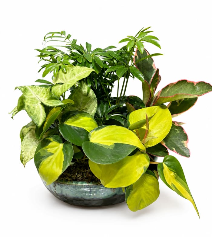 Lush Horizon Planter