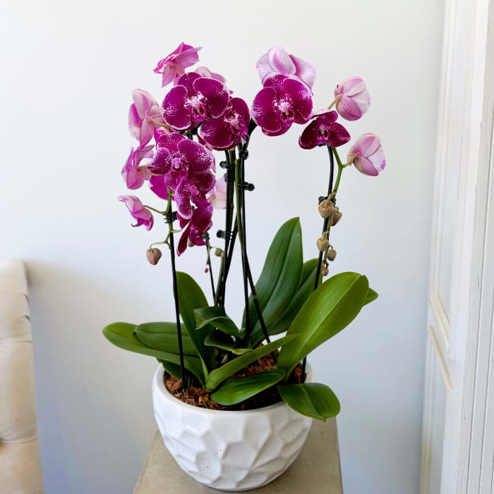 Triple Cascade Orchid