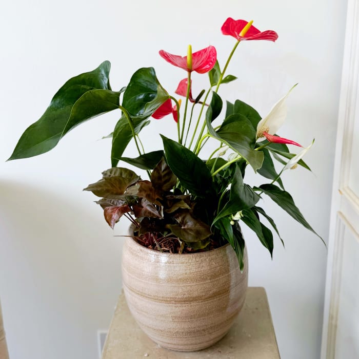 Crestia Anthurium Planter