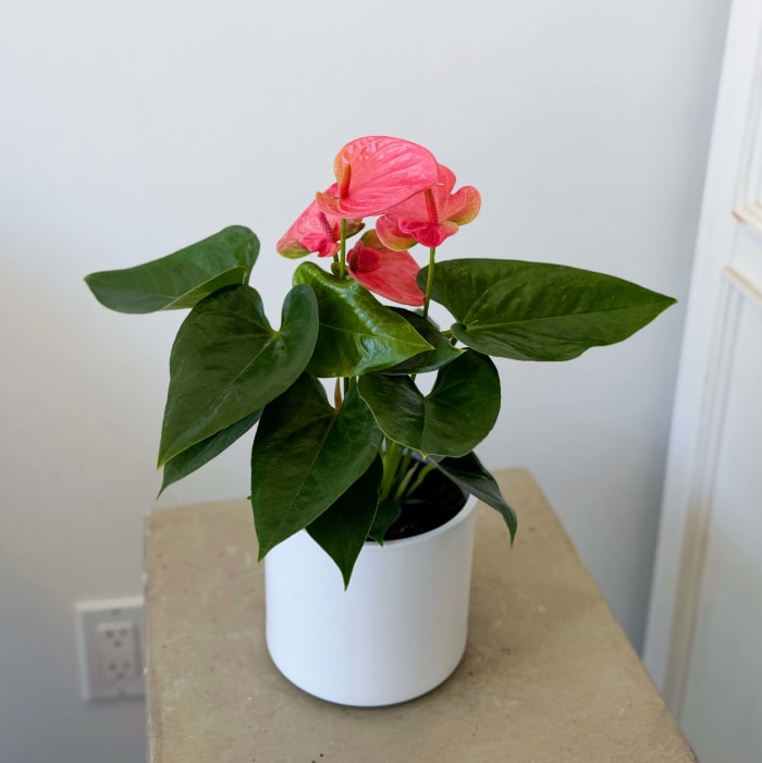 Potted Anthurium 5"