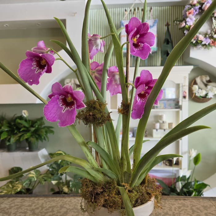 Miltonia Orchid