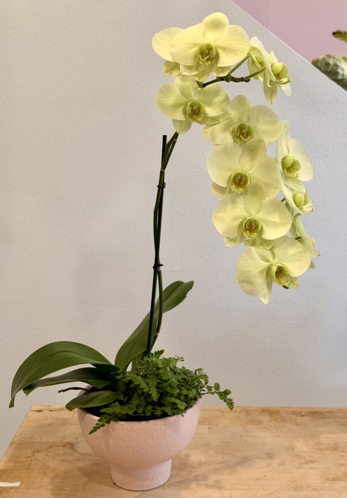 Yellow Orchid Arrangement