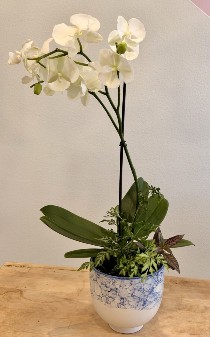 White Orchid Arrangement