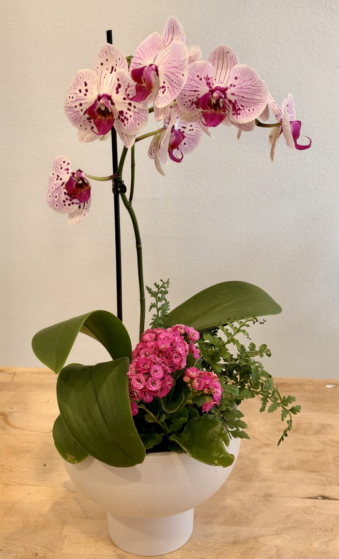 Pink Orchid Arrangement 2
