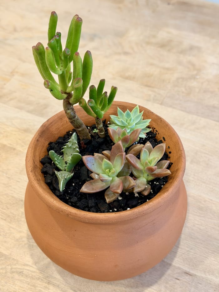 Succulent Nursery