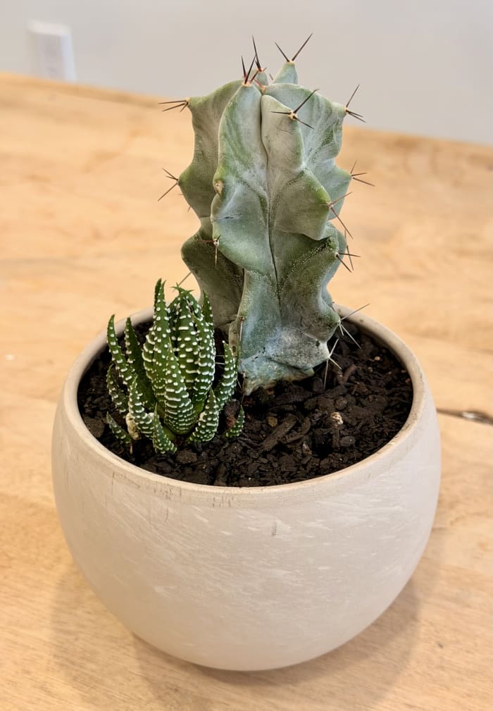 Cactus Nursery
