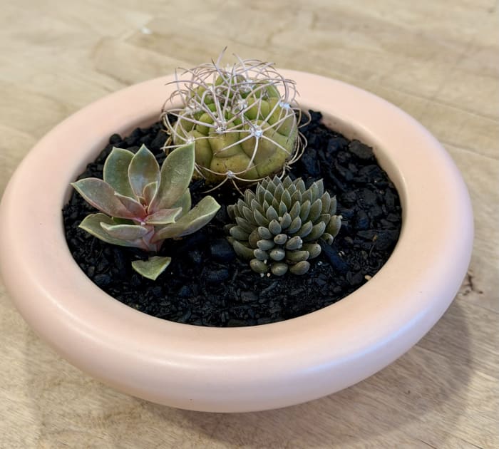 Succulent Nursery Pink