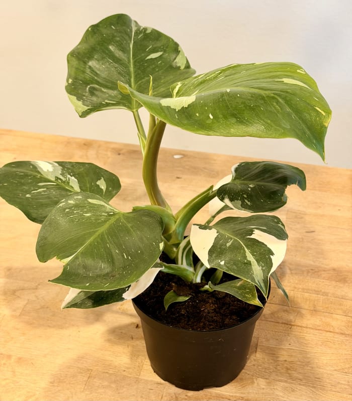 White Princess (Philodendron)